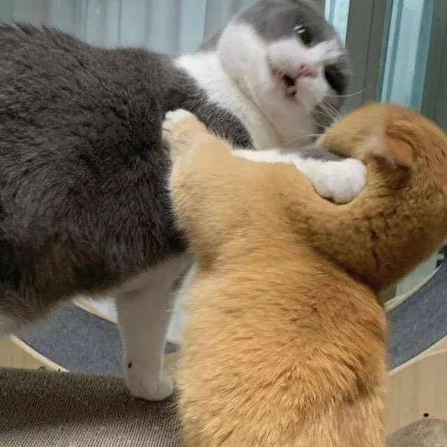 两只短腿猫打架,场面有点可爱-友友
