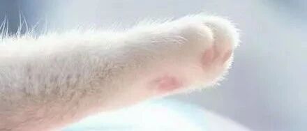 想用零食骗猫咪击掌，结果感觉猫咪有点笨