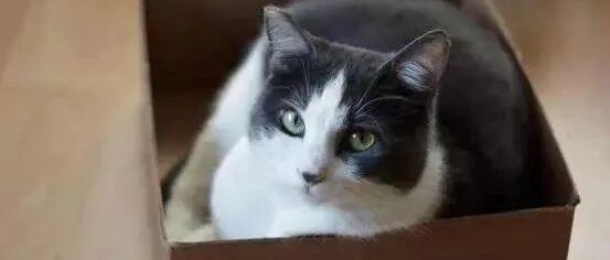 铲屎官也阻止不了小猫咪舔爪子，太可爱了