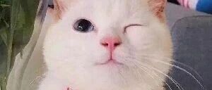 铲屎官家的这只猫咪太坏了，有多少运动员被它整惨了