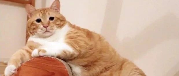 铲屎官家里的猫咪好喜欢玩这个游戏