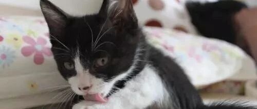 这只猫咪有点小贱，一直在戏耍狗狗