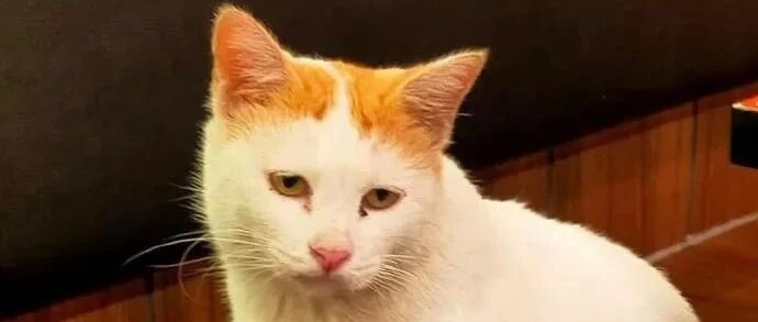 猫咪每天就一副吃不饱的臭脸