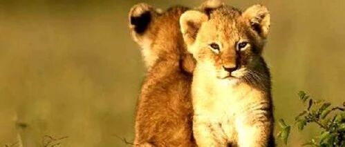 猫咪睡觉的时候还不忘做仰卧起坐，太励志了