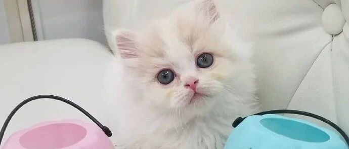 铲屎官刚收养的小猫咪，眼睛太漂亮了