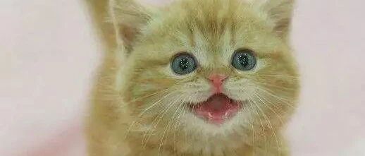 铲屎官家的一排小奶猫，太治愈了