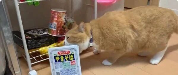 橘猫偷东西被拍个正着，实锤