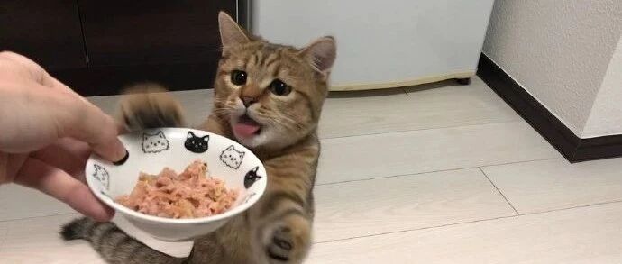 看到有吃的，着急死猫咪了