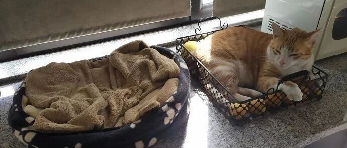 那些年给猫咪买的猫窝，好像都没有用到实处