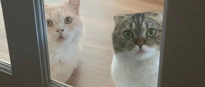 每天早上醒来，猫咪都在门口等着