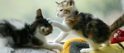 猫咪的行为从来没有令人失望过