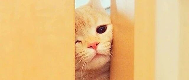 小黑猫和橘猫打架，总感觉橘猫不是对手