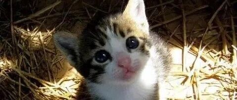 猫咪躲在门后伏击铲屎官，小短腿太可爱了