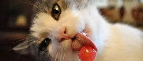 猫咪玩猫抓板，有点心不在焉啊