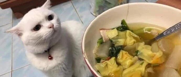 铲屎官每次吃东西，猫咪都在旁边看着，压力好大