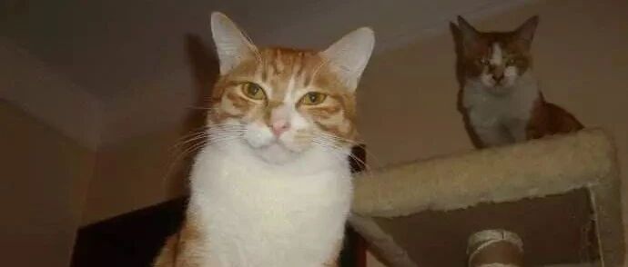 这猫咪抢食鸡腿好凶