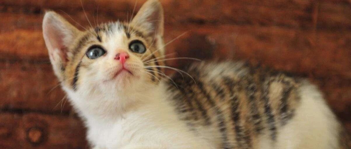 铲屎官外出发现一只小奶猫，蠢萌蠢萌的