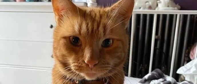 铲屎官吃个草莓，猫咪也要过来检查一下