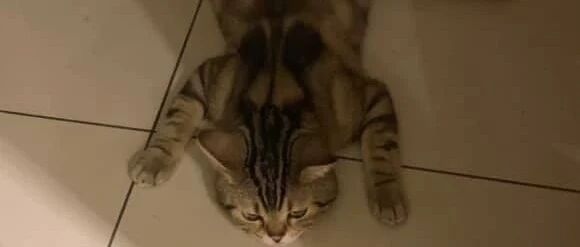 天气太热，猫咪都热趴下了