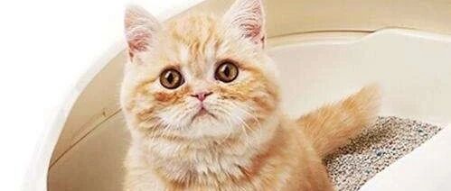 小橘猫惹火了大猫，被大猫教训了