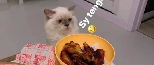 猫咪在鸡腿前犹豫了好久，终于还是动手了