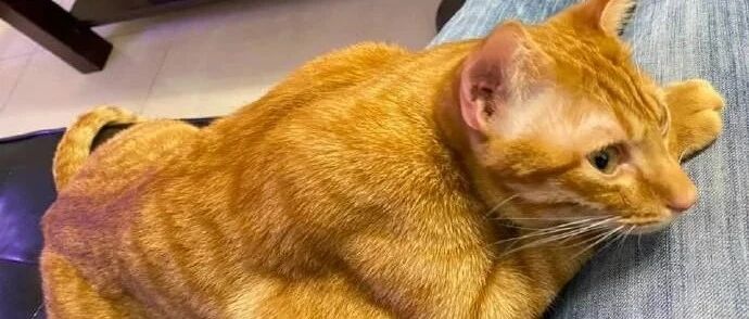 猫咪躺在铲屎官腿上，这肌肉真令人羡慕