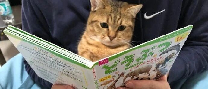 这年头，猫咪都开始看书了