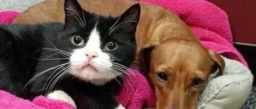 现在的铲屎官，玩游戏好高档，还能和猫一起玩