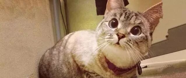 铲屎官喂肥狸猫吃的，想让狸猫配合一下自己