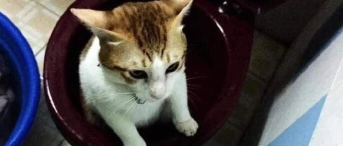 猫咪跑去上厕所，结果打滑了