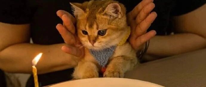 猫咪生日，铲屎官给猫咪准备了一条小鱼