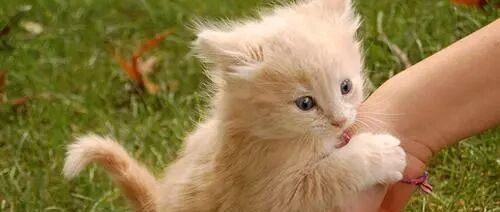 两只猫咪打架，输了那只好委屈，好想找个地洞钻进去