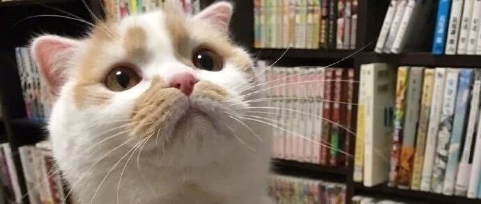 以为猫咪在摆poss,走近才发现猫咪被卡住了