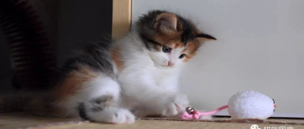 现在的猫都成精了，都懂得逗猫了