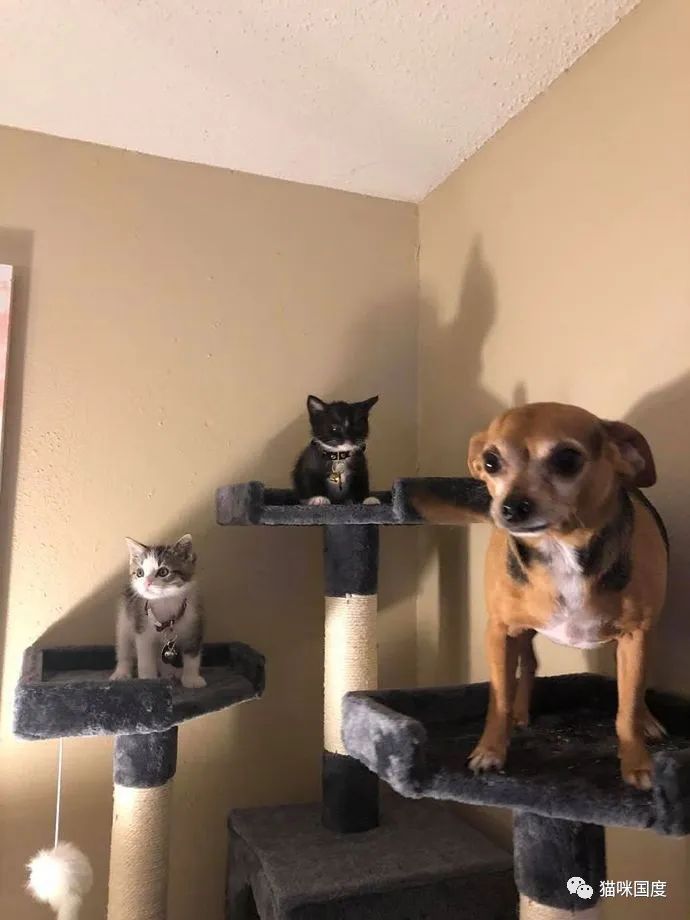 铲屎官家的猫猫狗狗，长大后狗狗就没地位了