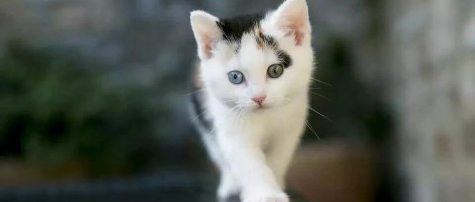 两只猫咪为了争个柱子大打出手