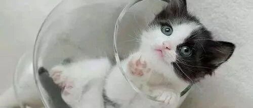 铲屎官偷看猫咪上厕所，发现了不得了的事情