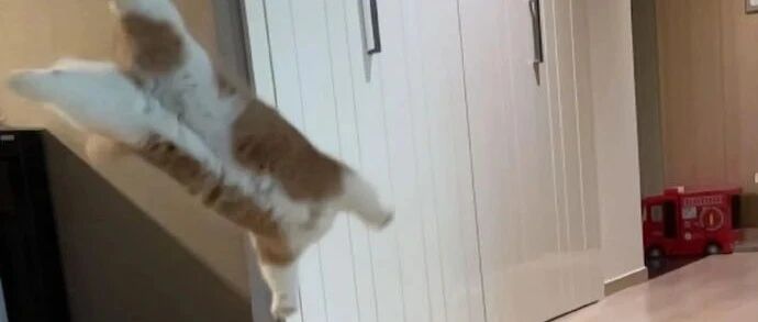 猫咪从高处落地的瞬间，好帅