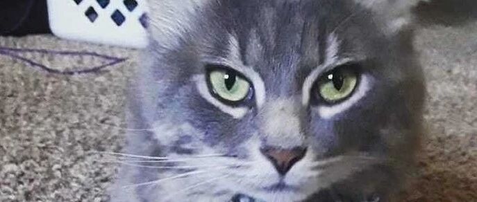 铲屎官家的猫咪，最喜欢咬拖鞋，一咬就咬了几年