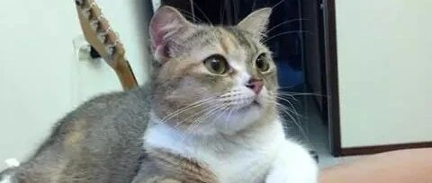 橘猫以为加菲猫眼睛小看不到，想偷加菲猫的鱿鱼丝