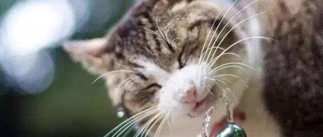 猫咪在花盆底下拉粑粑，这是什么操作