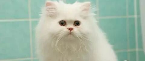 第一次带猫咪去医院，猫咪竟然哭了