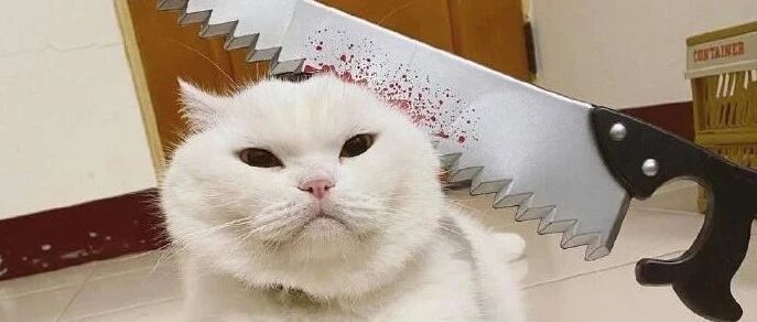 自从铲屎官买了把玩具菜刀，感觉猫咪都要被玩坏了