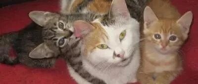 铲屎官只要摆出这个手势，猫咪就会屁颠屁颠地过来