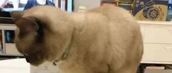 铲屎官刚吃完的月饼盒就被猫咪霸占了