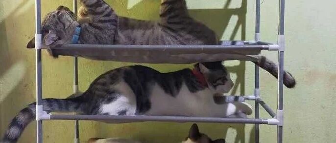 铲屎官买的鞋架，结果变成猫咪们的四层床