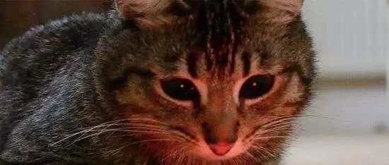 狸猫和橘猫互相舔毛，突然就打了起来了