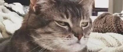 猫咪钻箱子失败后，索性躺在地上睡觉