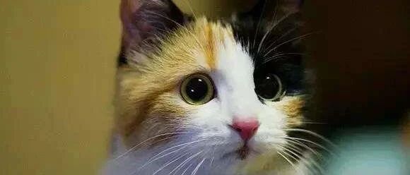 猫咪在门梁上睡觉，摔下来后被犬欺