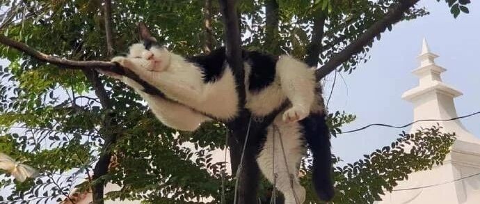 铲屎官在路上走着，发现树上有只猫在睡觉